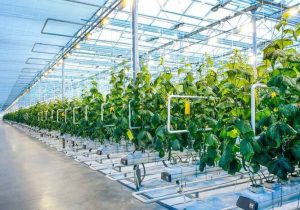 افزایش سطح گلخانه‌های سربسته مازندران به ۷۵۰ هکتار