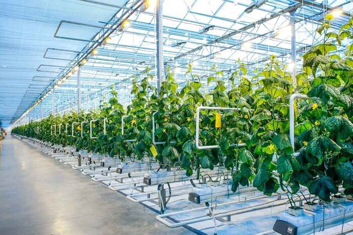 افزایش سطح گلخانه‌های سربسته مازندران به ۷۵۰ هکتار