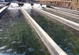 صید ۲۴۴ تن ماهی به ارزش ۹۷۴ میلیارد تومان