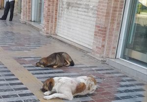 سگ‌های گرسنه ساری؛ از حمله به دام تا تهدید جان کودکان