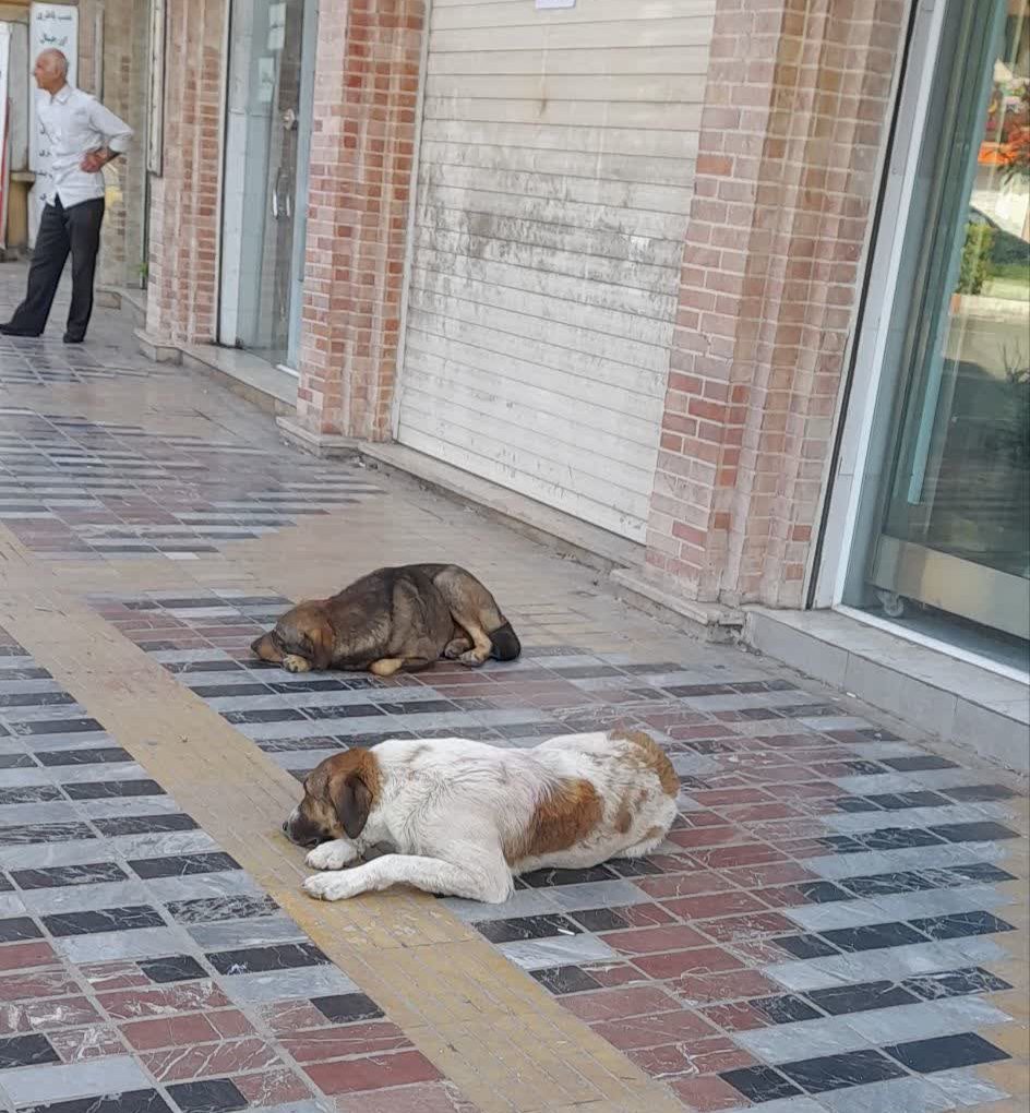 سگ‌های گرسنه ساری؛ از حمله به دام تا تهدید جان کودکان