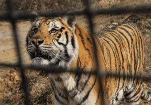 انقراض و اسارت از ببر ایرانی تا ببر بنگال