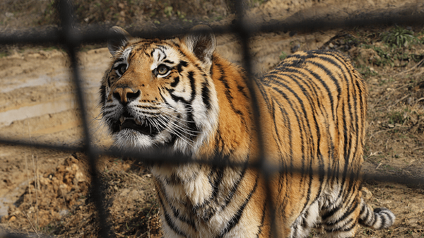 انقراض و اسارت از ببر ایرانی تا ببر بنگال