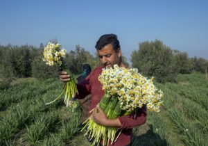 نذر گل نرگس جویبار به آستان مقدس امام رضا (ع)