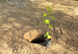 مازندران سبز می‌شود؛ کاشت نهال در سواحل استان