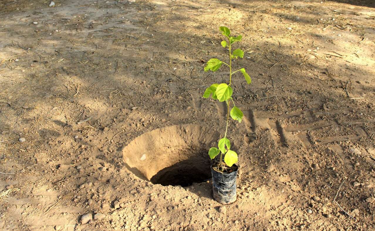 مازندران سبز می‌شود؛ کاشت نهال در سواحل استان