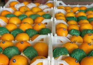 صادرات۱۴۲ هزار تن مرکبات و کیوی از مازندران به کشور‌های آسیای مرکزی و اوراسیا