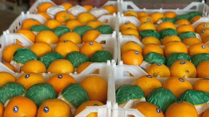 صادرات۱۴۲ هزار تن مرکبات و کیوی از مازندران به کشور‌های آسیای مرکزی و اوراسیا