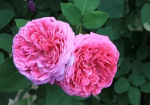 ایران؛ چهارمین تولیدکننده گل محمدی در جهان با سابقه ۲۵۰۰ ساله