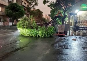 پس از باران؛ وقتی شهر با صدای اره‌برقی بیدار می‌شود