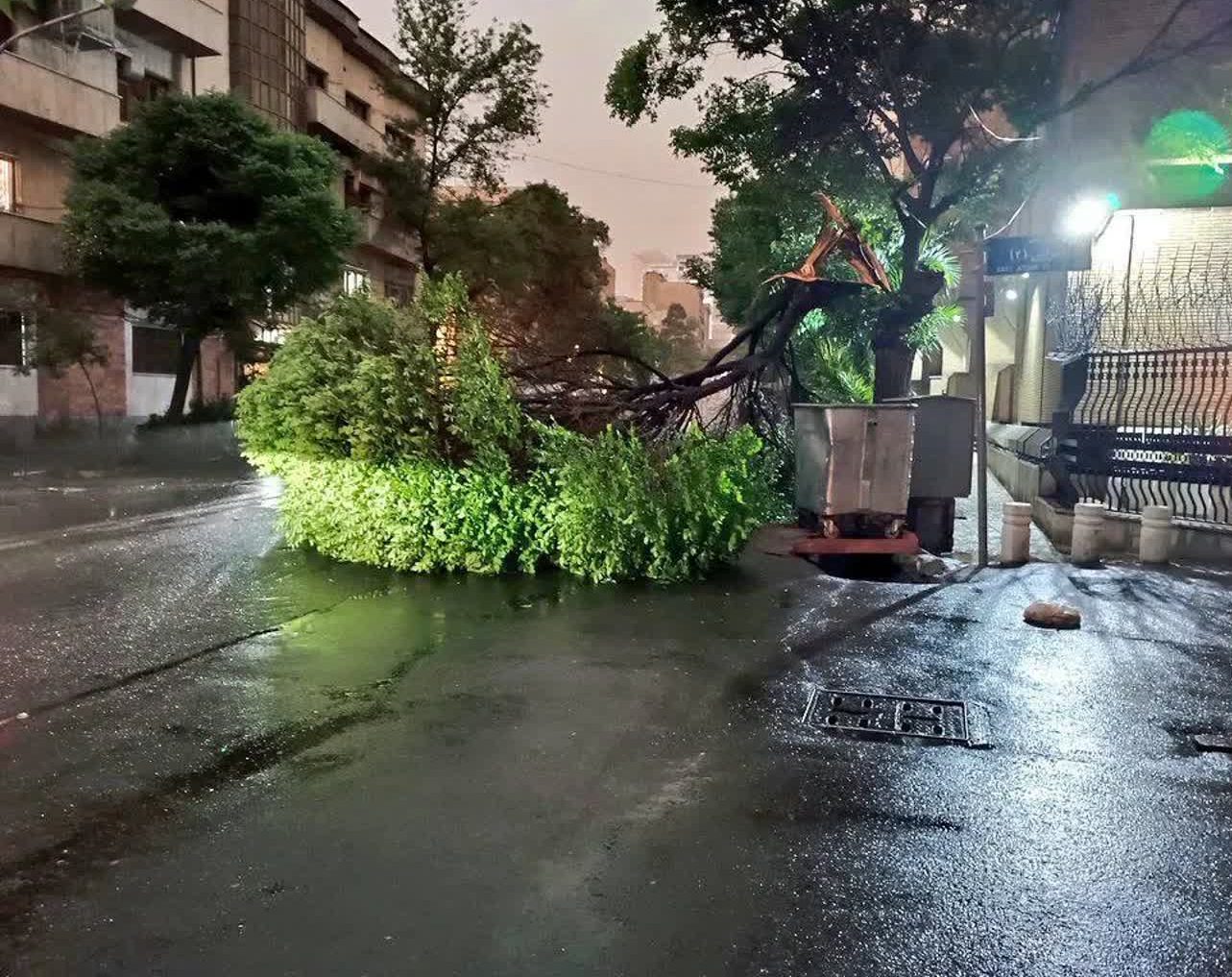 پس از باران؛ وقتی شهر با صدای اره‌برقی بیدار می‌شود